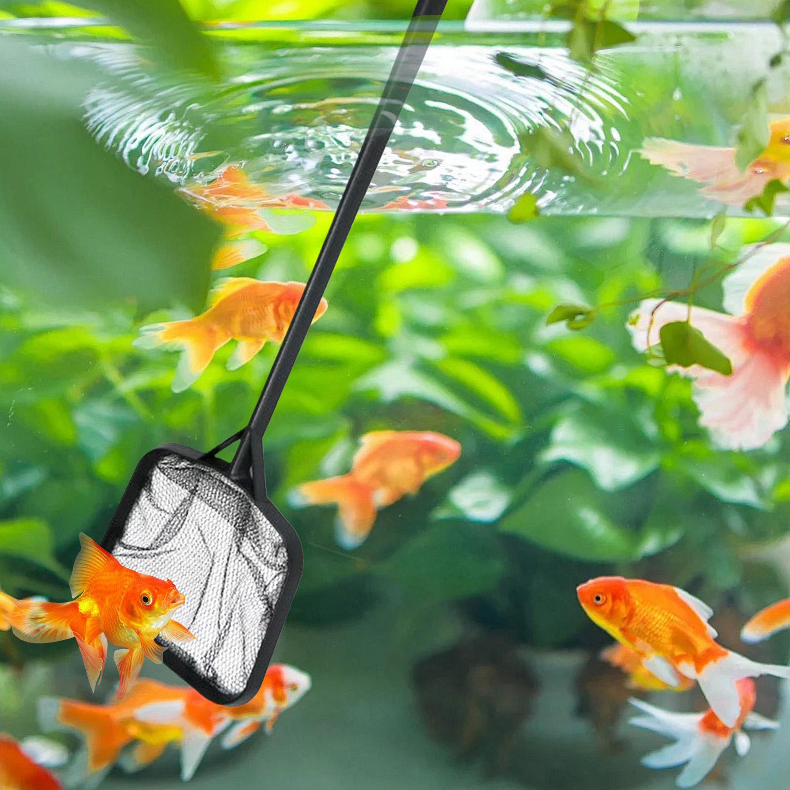 Jaring Kolam Renang untuk Memb - Aquarium Fish Care ulasan dan harga