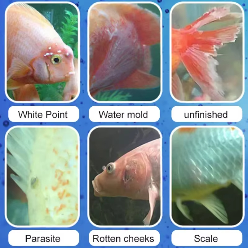 Perawatan Penyakit Ikan SIKEZH - Aquarium Fish Saltwater ulasan dan harga